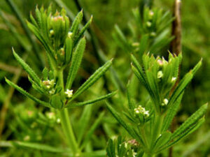 Cleavers Herb picture