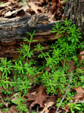 Young Cleavers plants