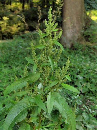Curly Dock Plant picture, forest background