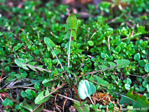 Picture of Dandelion leaf rosette
